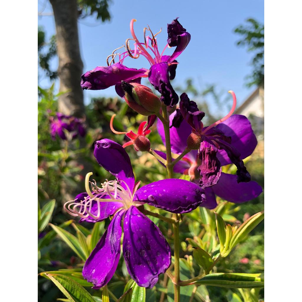 Tanaman Hias Bunga Senggani Ungu/Taibo Cina