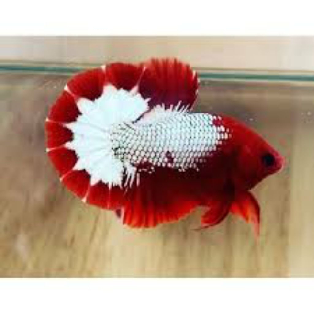 fccp red line Vietnam grade