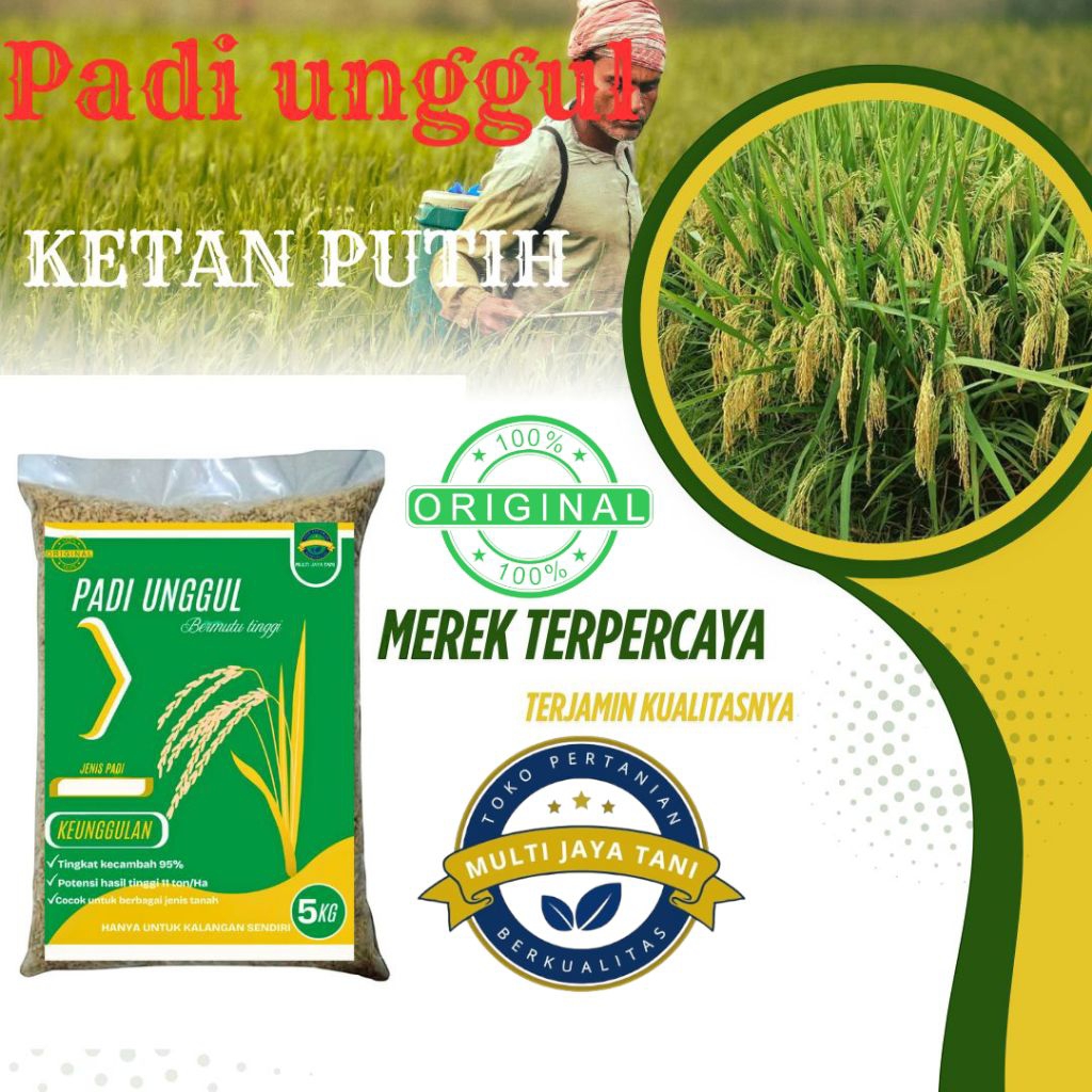 BENIH PADI KETAN PUTIH KEMASAN 5KG, PADI KETAN TERBAIK