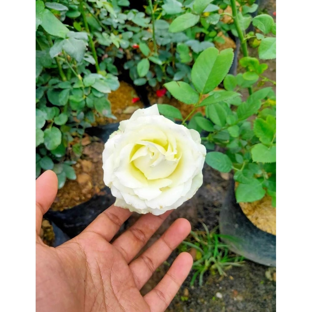Bibit Mawar Putih ( Sudah Berbunga ) Kelopak Besar