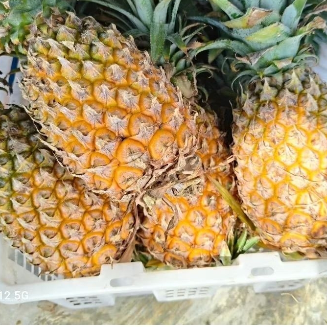 

NANAS SELAI/PALEMBANG 1 BUAH