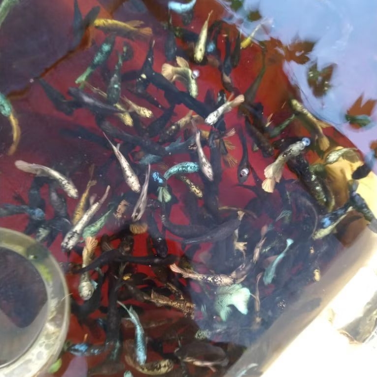 10e pcs bahan Avatar Cooper gold,Avatar Gordon,multi dan pkde