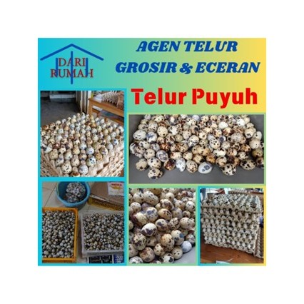

Telur Puyuh Grade A pilihan terbaik