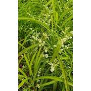 TANAMAN PENGUSIR NYAMUK | ZODIA | TANAMAN AROMA TERAPI | WANGI DAN HARUM UNTUK RUANGAN