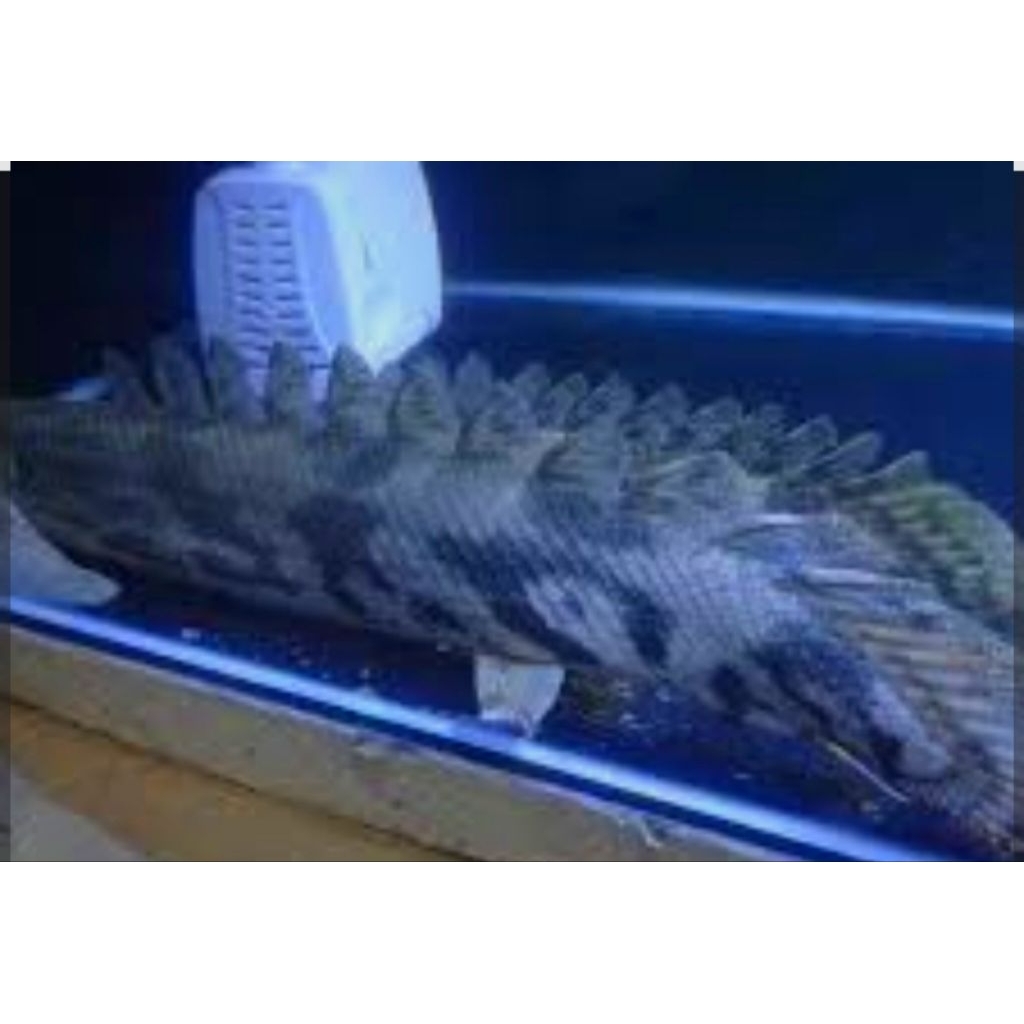 palmas endlicheri jumbo size 30cm