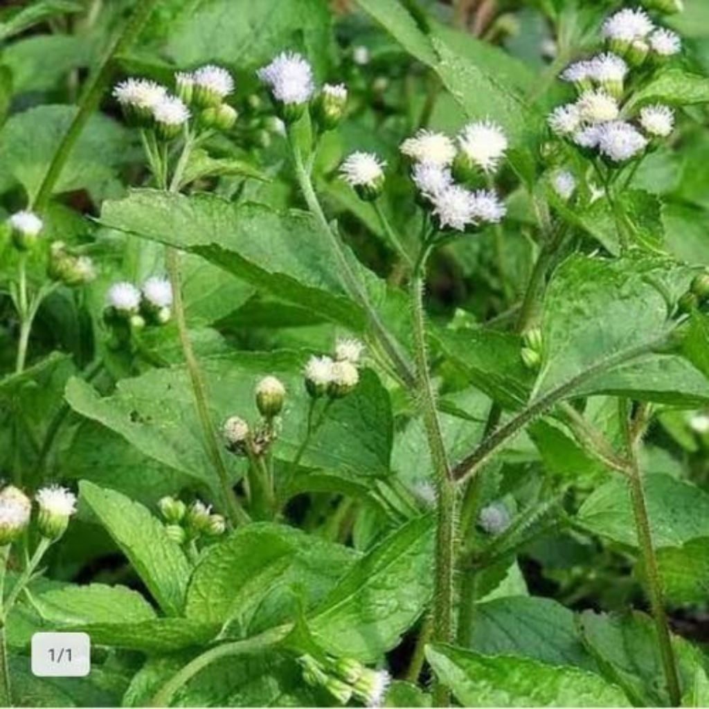 

daun bandotan obat herbal 1 kg