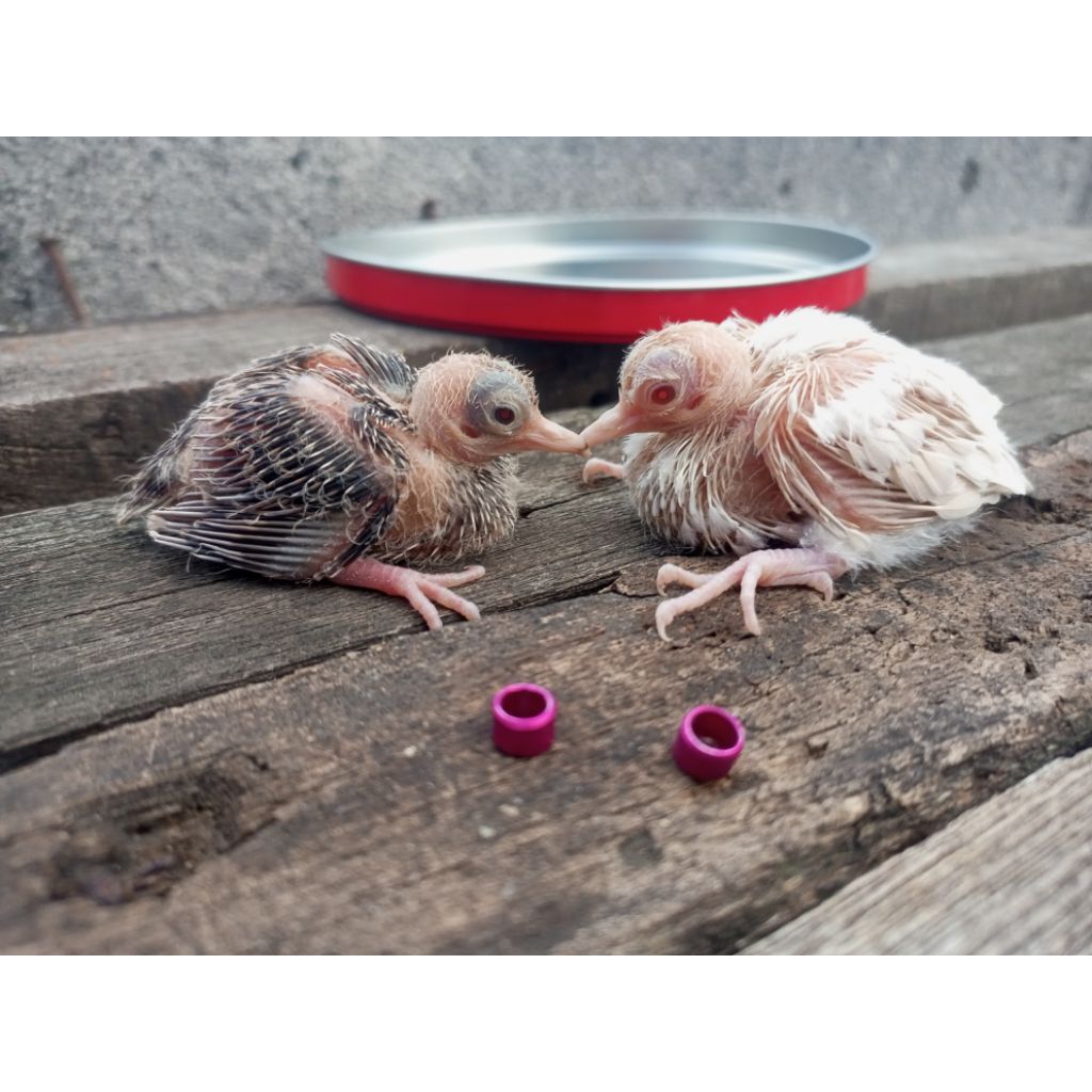 lolohan perkutut putih lurik dan silver