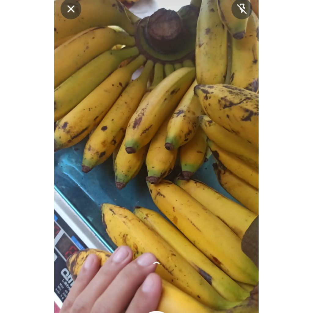 

Pisang Uli/ Pisang Jantan fresh segar