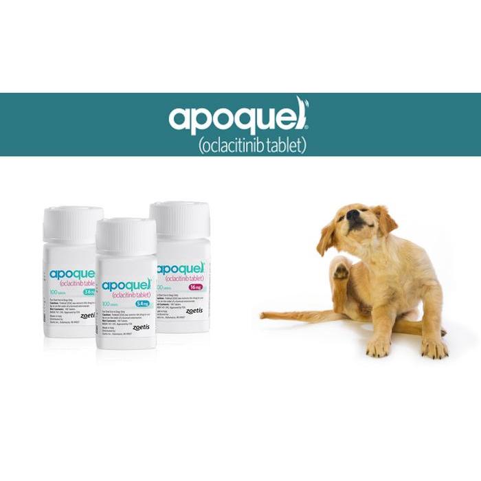 Apoquel Obat Gatal Pada Anjing |Apoquel Tablet Anti Dermatitis Alergi Jamur Scabies