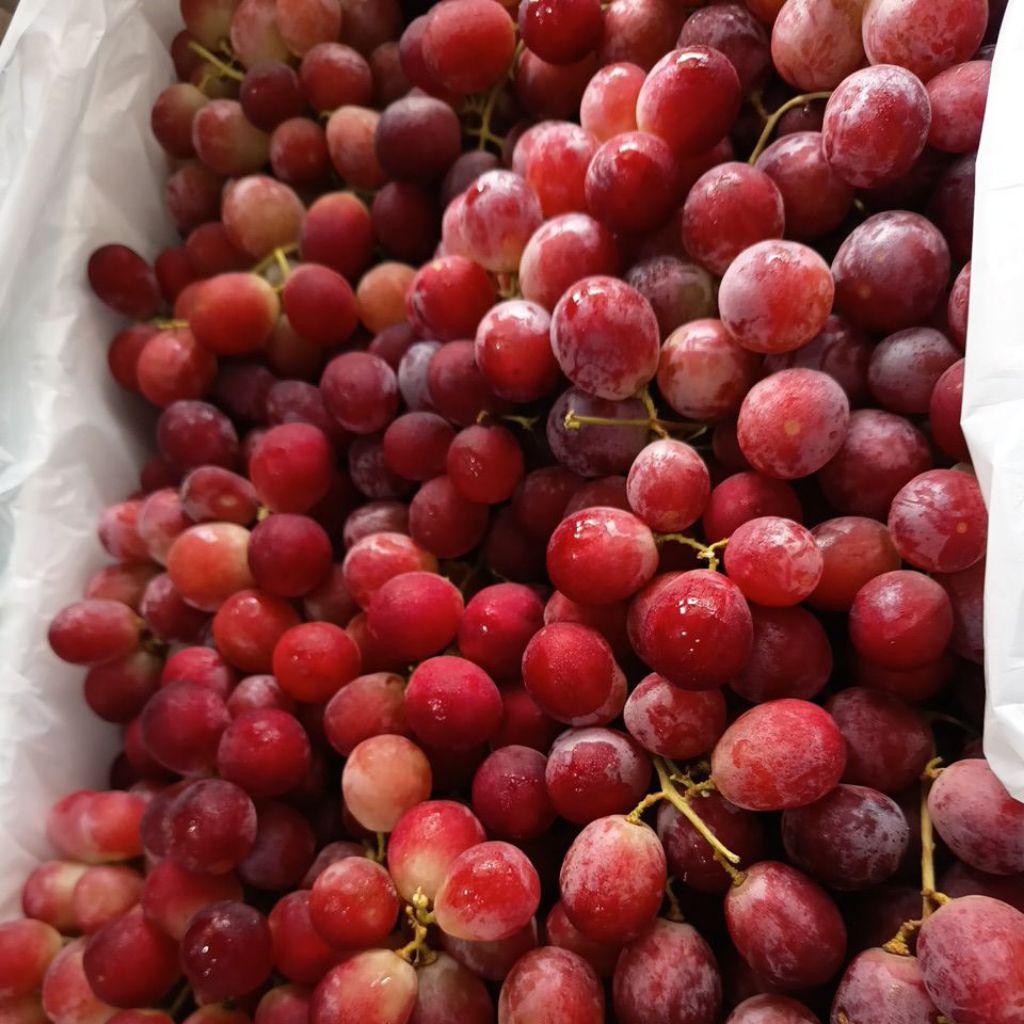 

500gr Buah Anggur Red Globe Cilie Buah Online Makassar Everyday Fruit