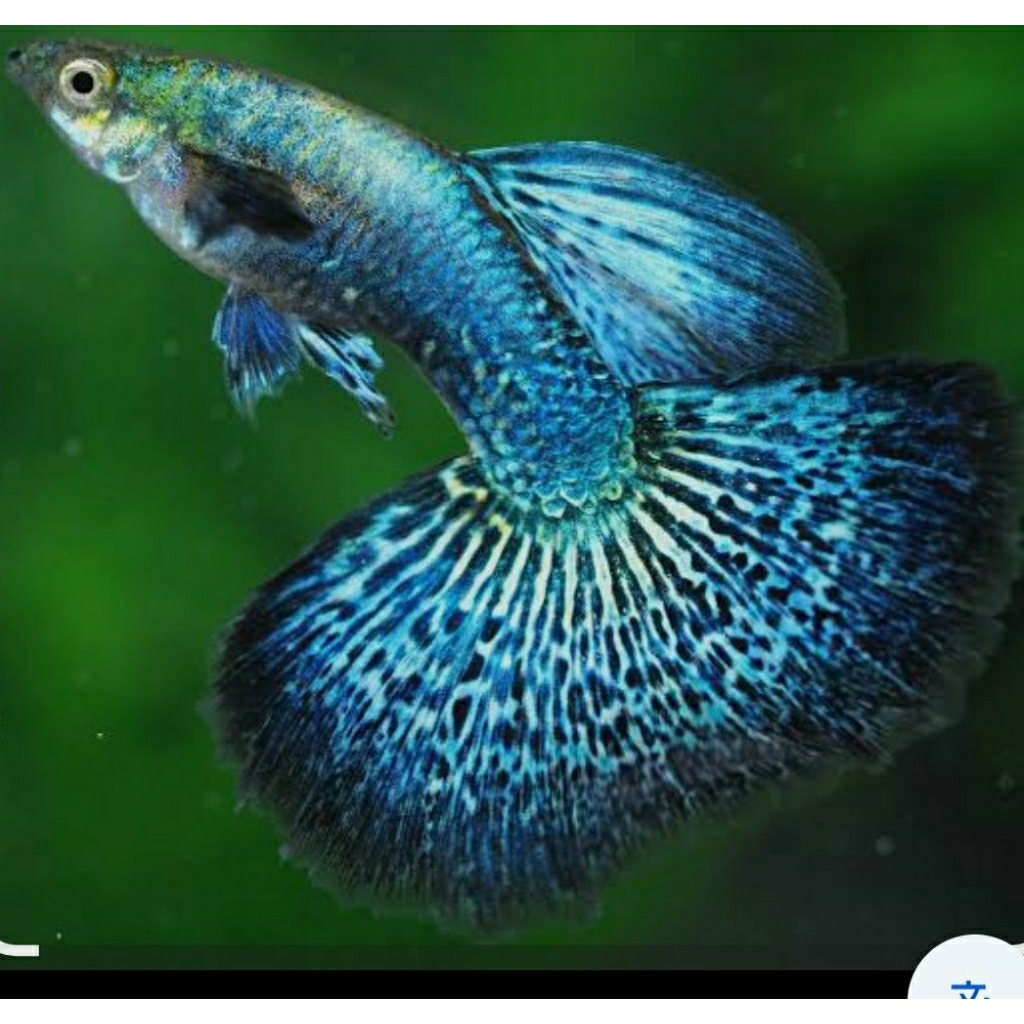 hiasan akuarium guppy platinum blue dragon good quality