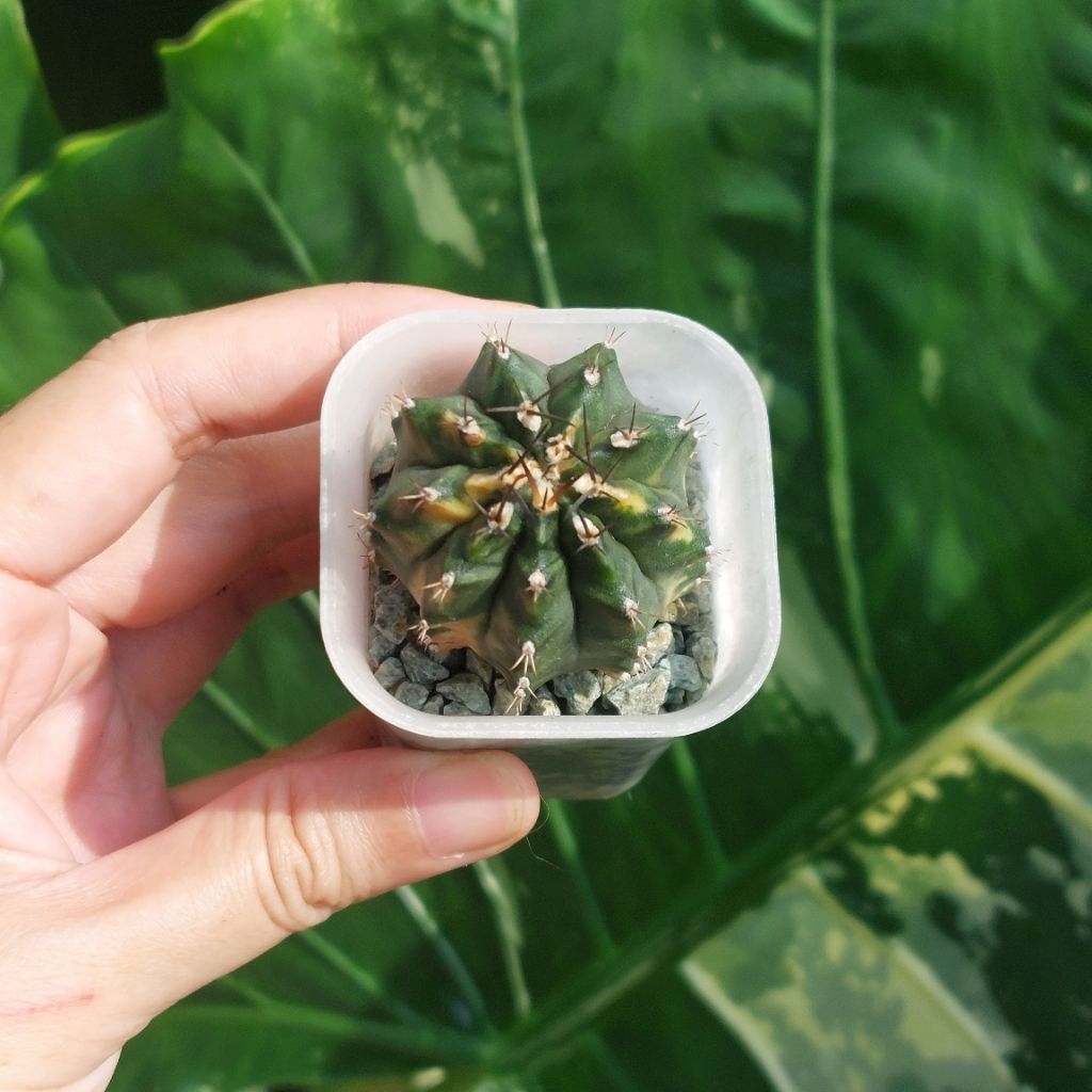 Kaktus Mini Gymno Gymnocalycium Varigata