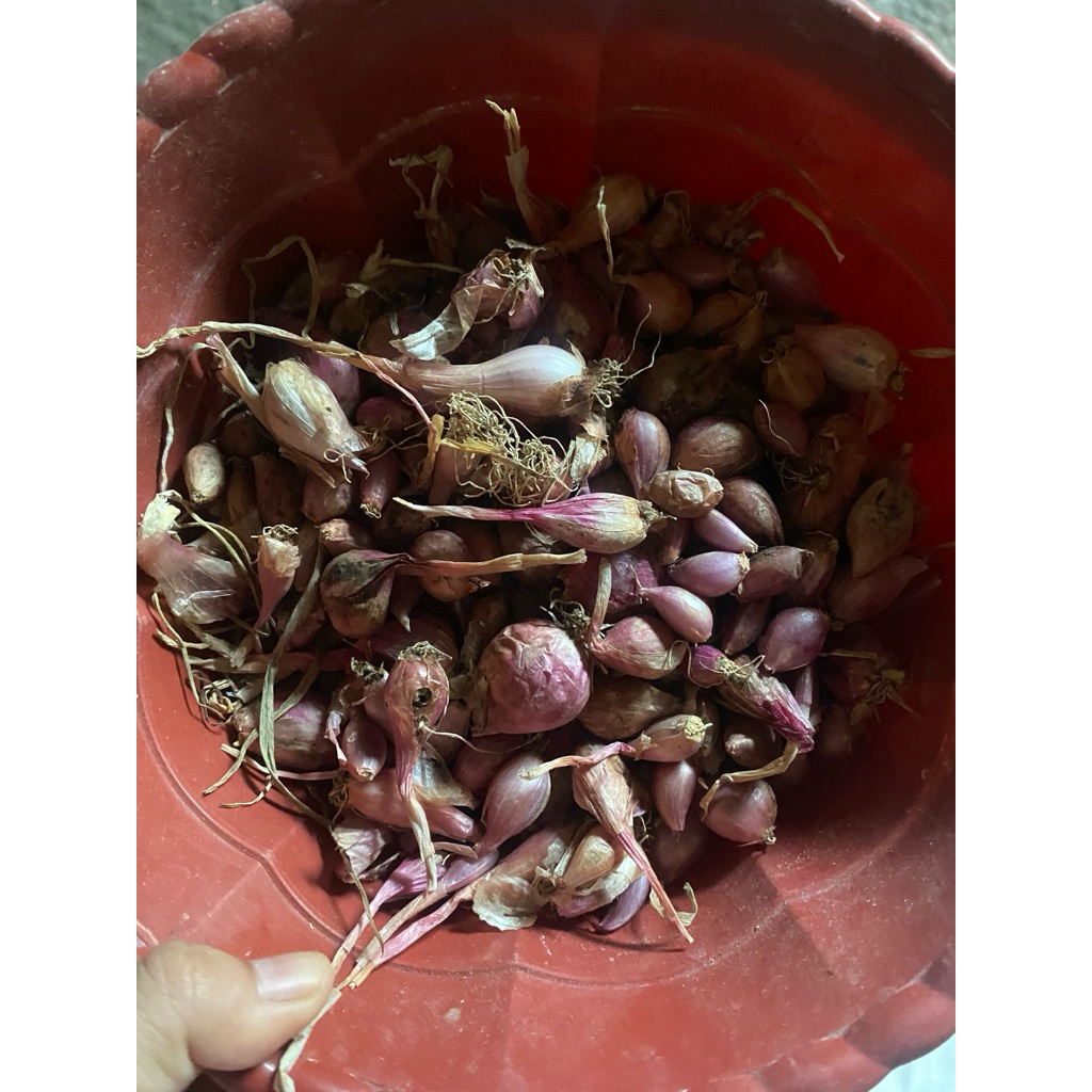 

BAWANG MERAH KECIL BANGET
