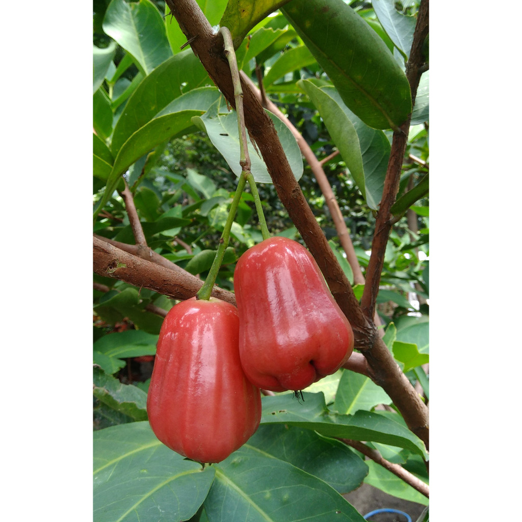 

Buah Jambu Darsono Jamaika -Citra -Madu Deli -Taiwan Super Green kelasnya Jambu Enak