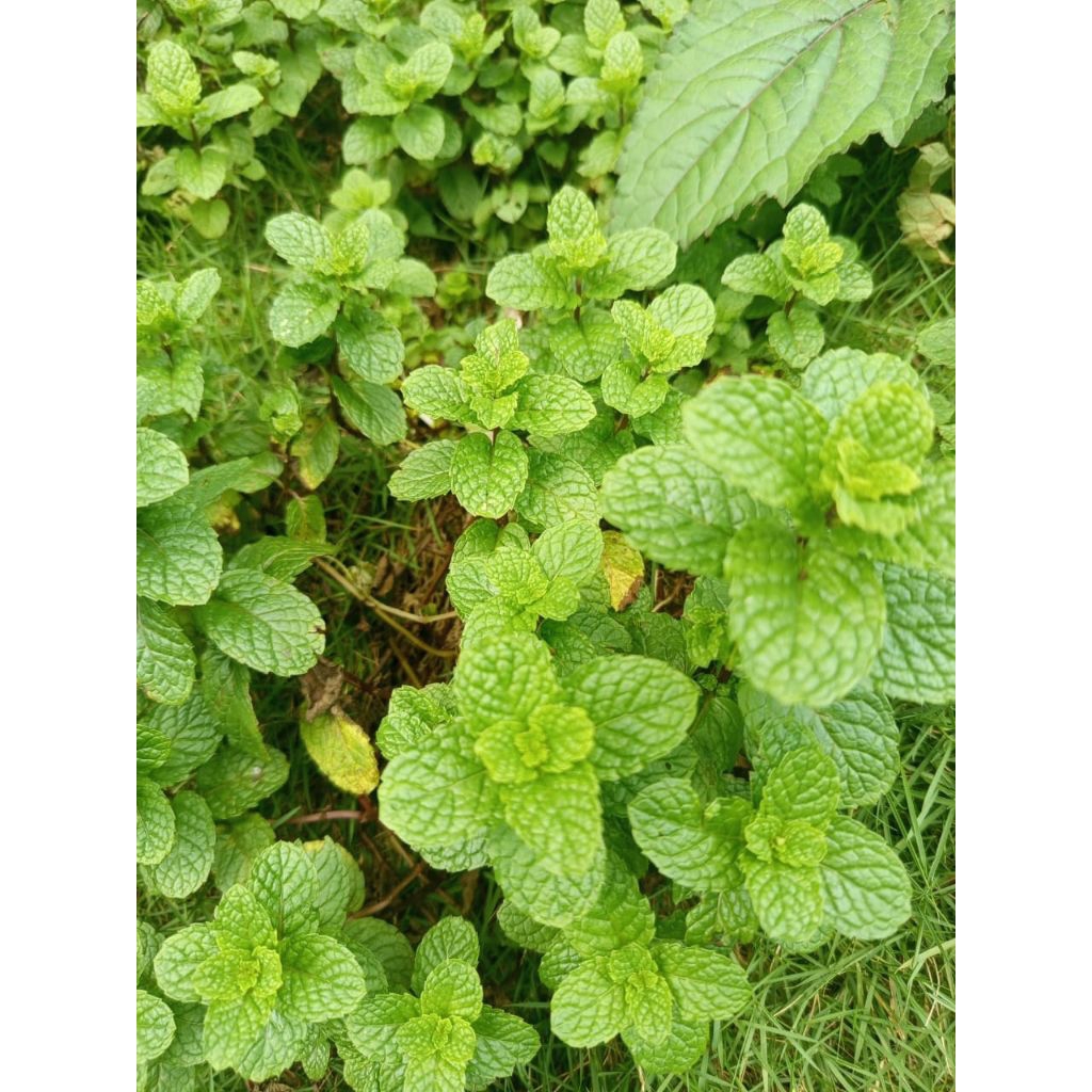 

paket hemat sayuran daun minth segar/kresmen asli per 250gram