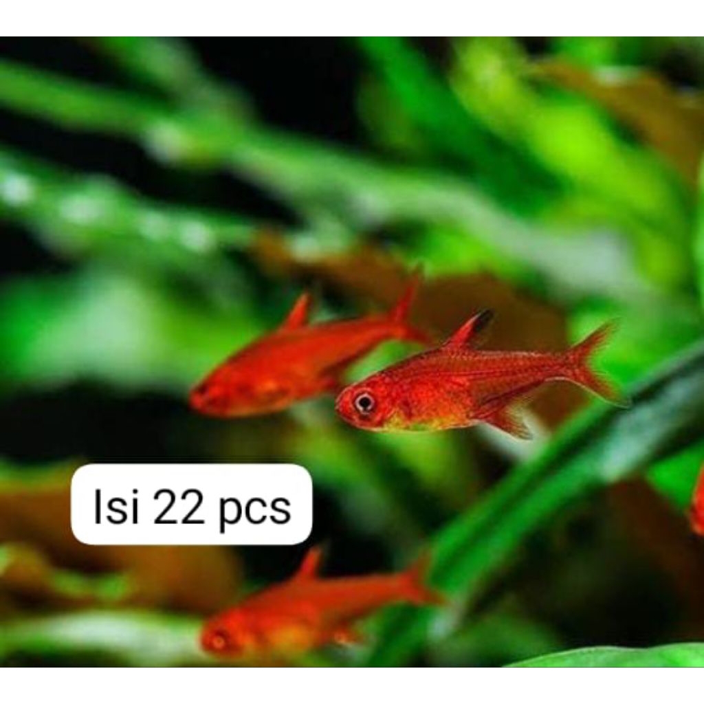 isi 22 pcs - penghias stiker aquascape / Amandae tetra aquascape