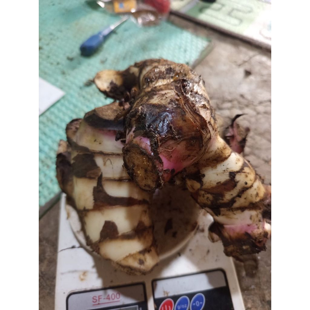 

jual umbi ganyong merah/ganyol merah segar per 500gram