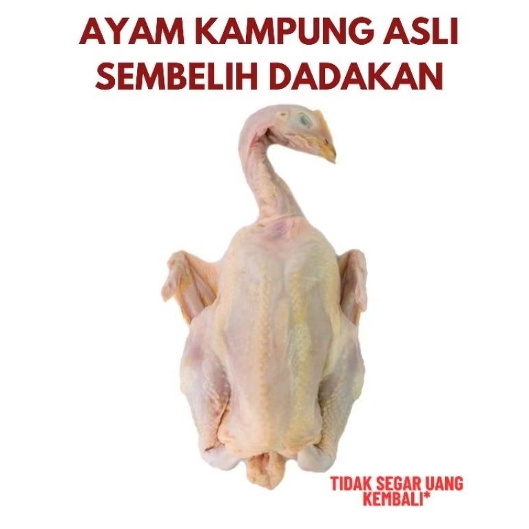 

Ayam Kampung Asli Segar Sehat 1 Ekor