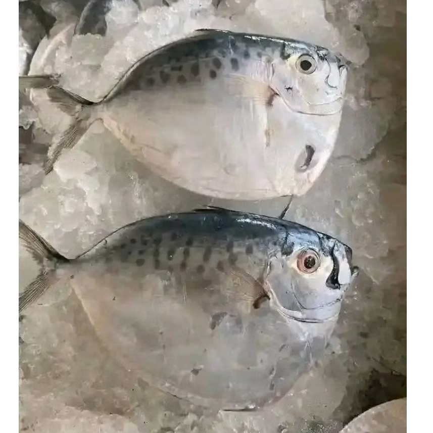 

Ikan semar Segar Ikan wadungan ikan hasil laut segar