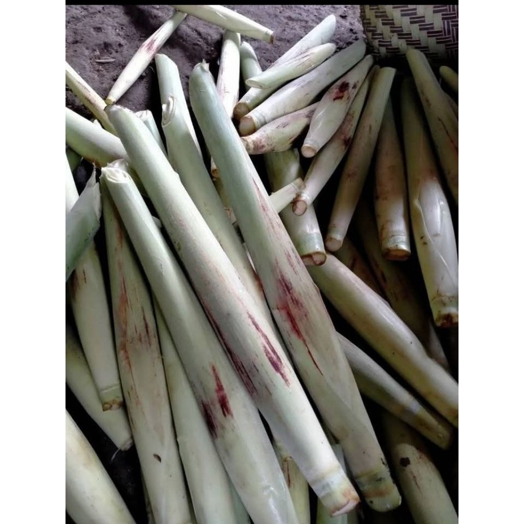 

Terubuk telur tebu fresh pas orderan ambil dri kebun.