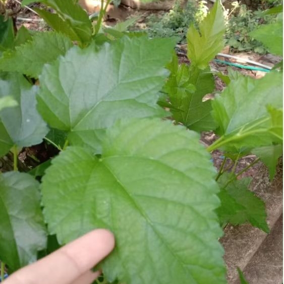

Daun murbei Per helai fresh dipetik sebelum kirim #GreenStoreJava#