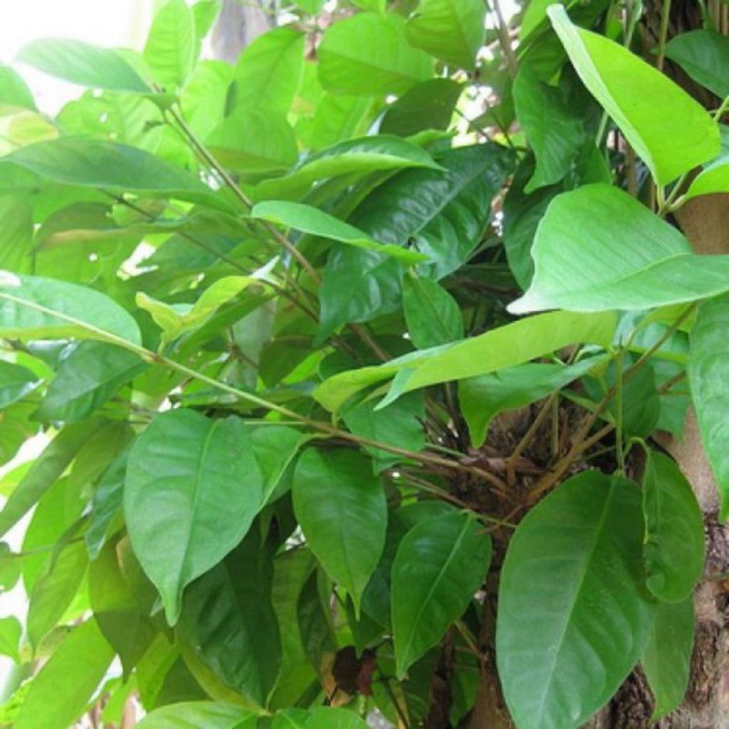 

Daun salam Fresh/ Kering (5 lembar/helai) dipetik sebelum kirim #GreenStoreJava#