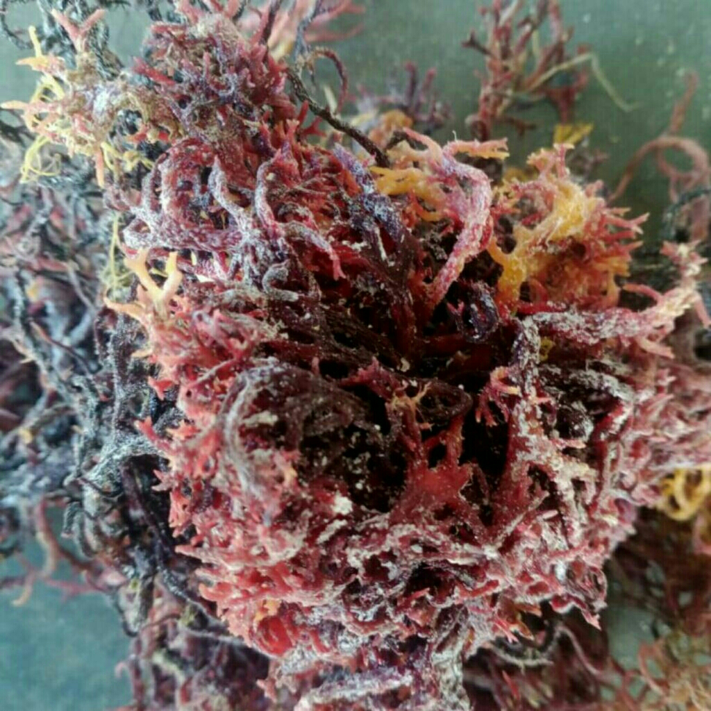 

Rumput laut e.conttoni merah kering