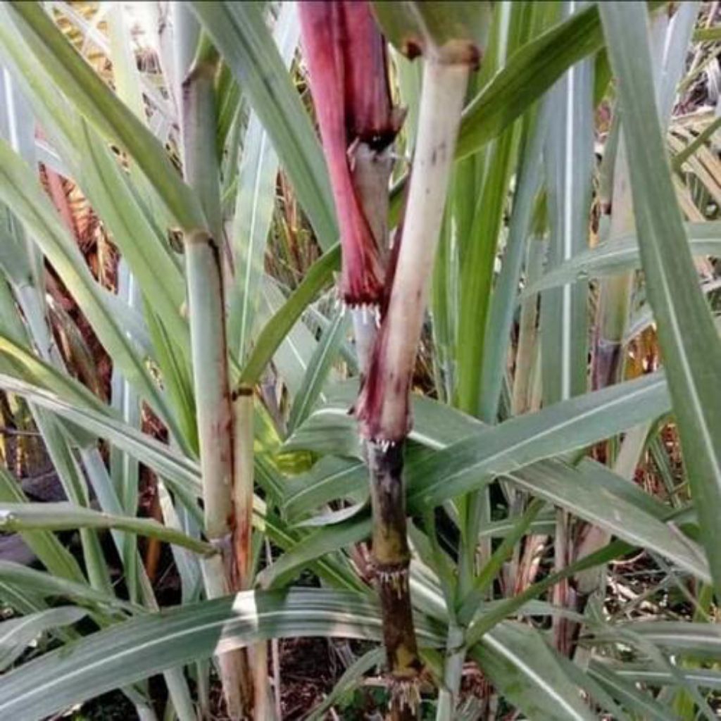 Bibit telur tebu,bibit terubuk sayur