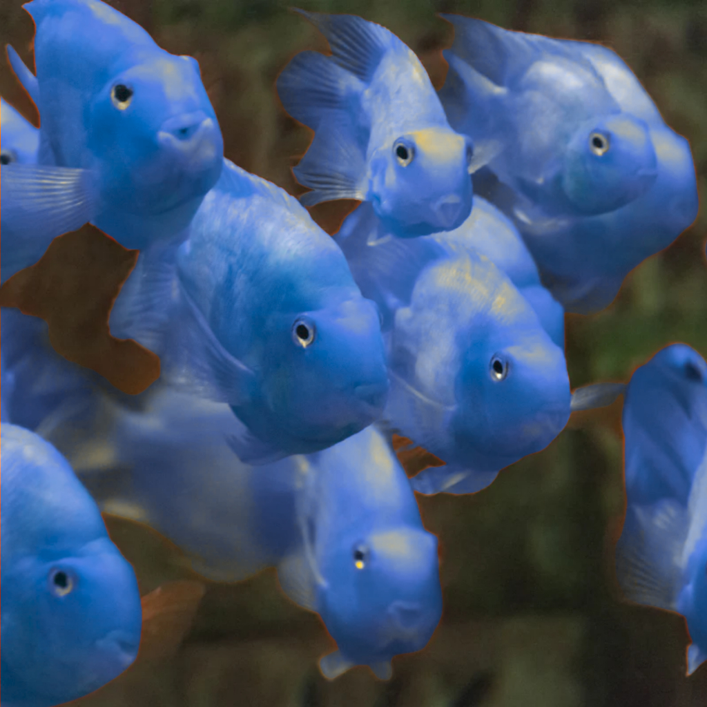 Ikan Hias Hongsui Red Parrot Blue Royal - PARROT BIRU PAROT SIOCIM HU - iKAN fENGSHUI