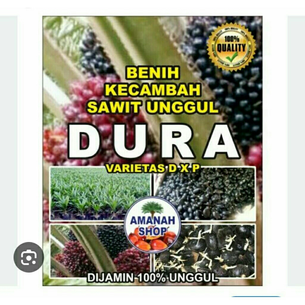 benih unggul DXP DAMI Mas unggul