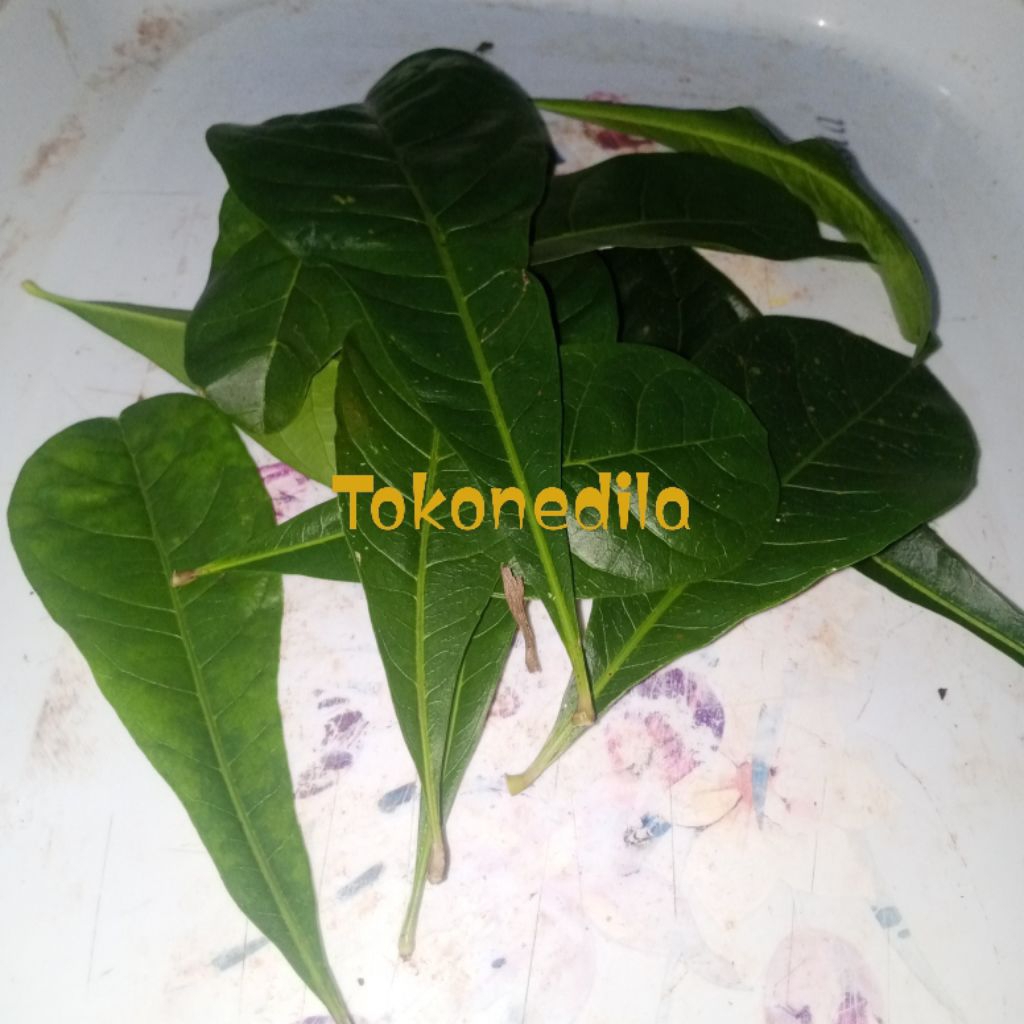 

Daun Maja Segar 100 lembar