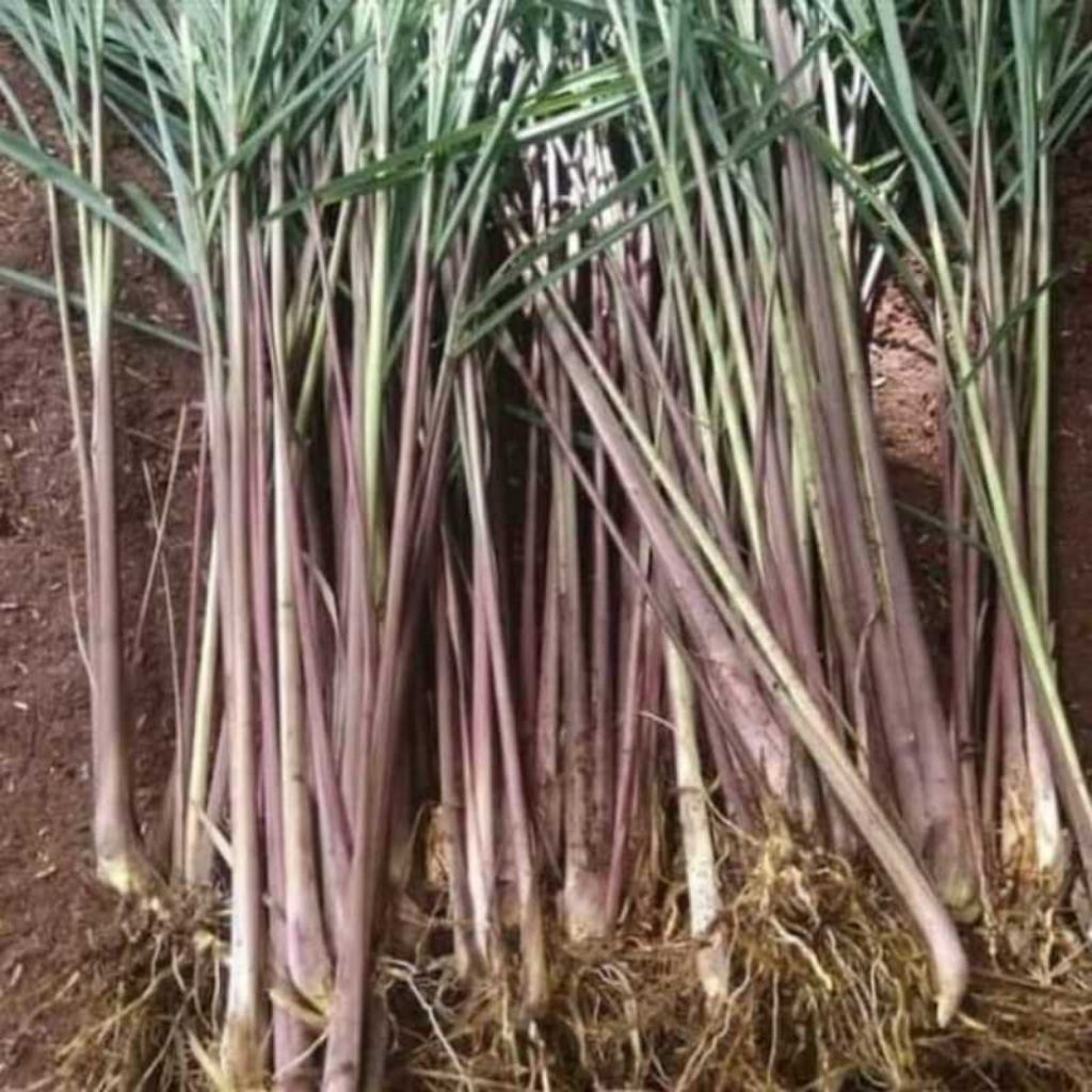 

serai merah wangi/sereh lanang fresh segar per1kg herbal banyak manfaat