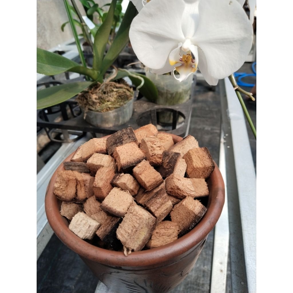 Media Tanam Anggrek Coco Chips