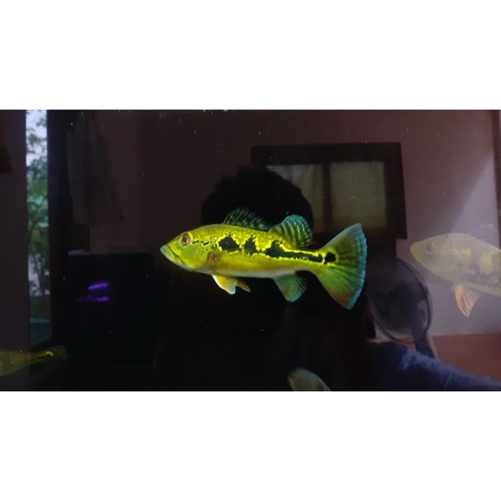 Hiasan Aquarium Peacock Bass Orinoco