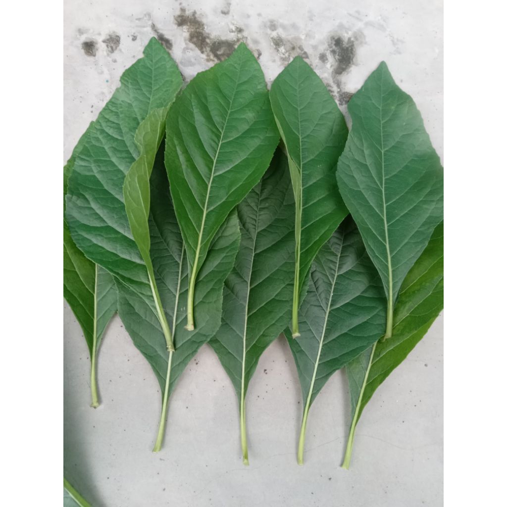 Daun insulin kering untuk obat diabetes 100gr