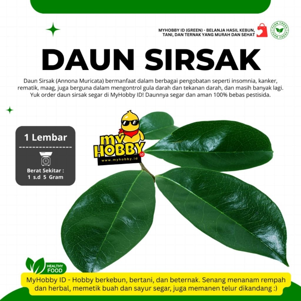 

Promo! Termurah! Daun Sirsak Segar Organik, 100% Aman Non-Pestisida, Soursop Leaf Sirsat Nangka Welanda, Herbal Ampuh Penuh Manfaat