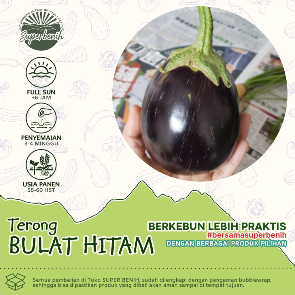 10 biji - Benih TERONG BULAT HITAM, buah besar