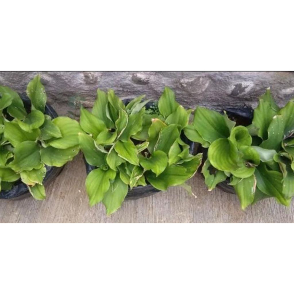 Benih bibit kencur tunas rimpang kencur