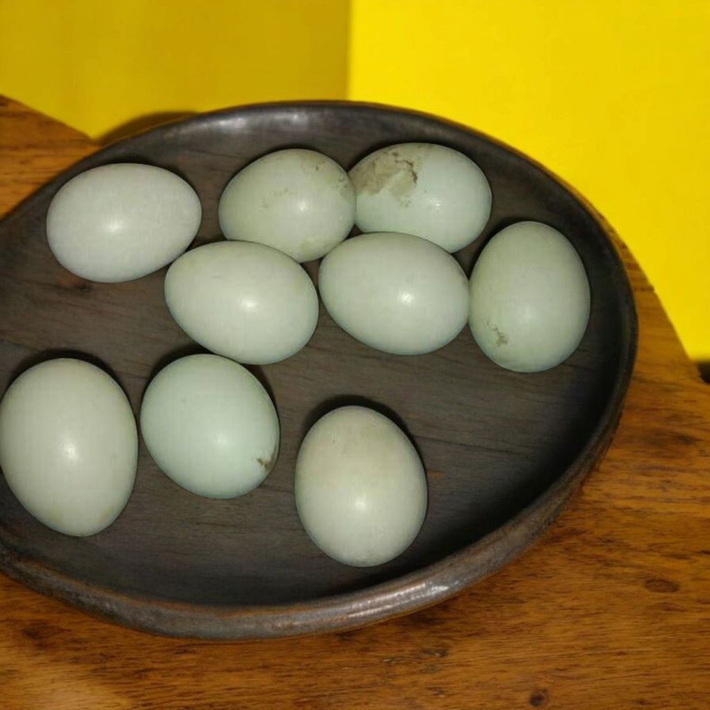 

Telur Ijo BK Birma Fertil - Fresh Langsung Dari Pantat Ayam