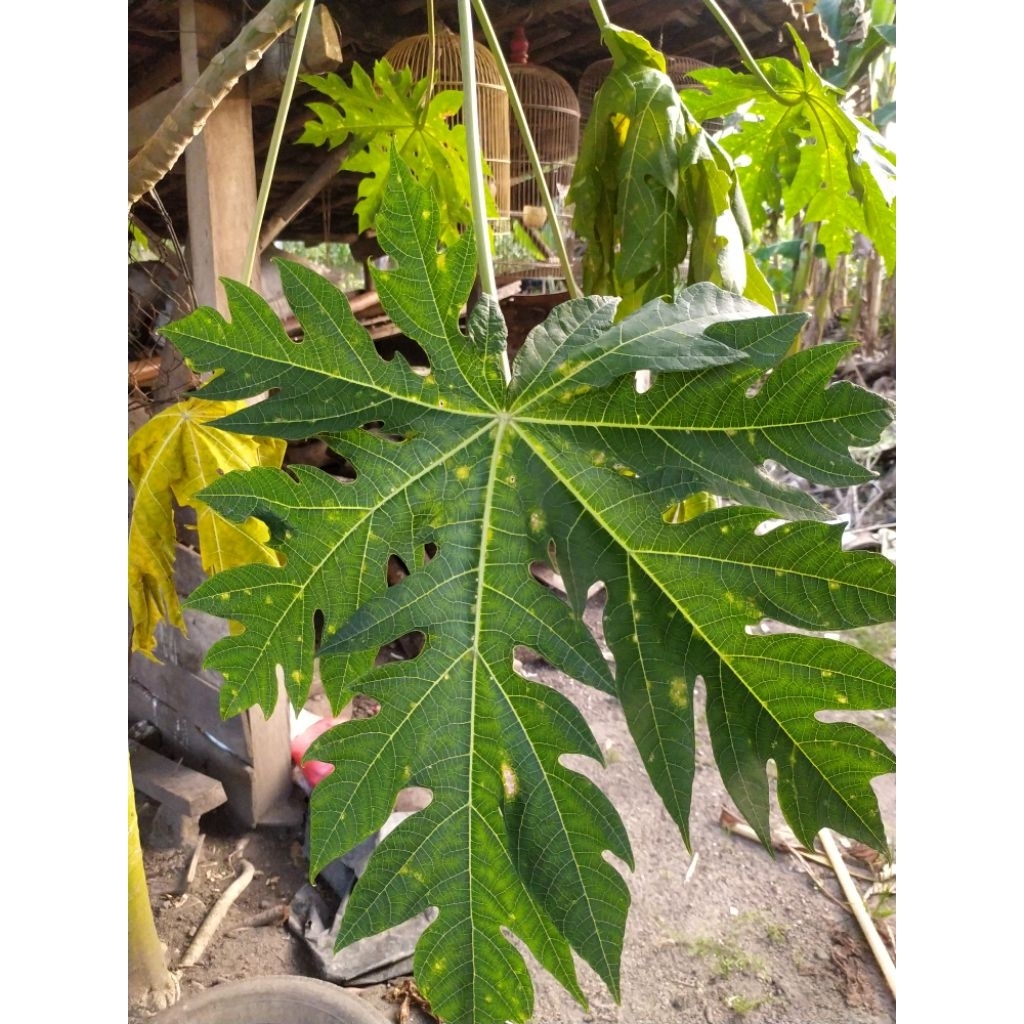 

Daun pepaya tua Organik Utuh dengan tangkai l