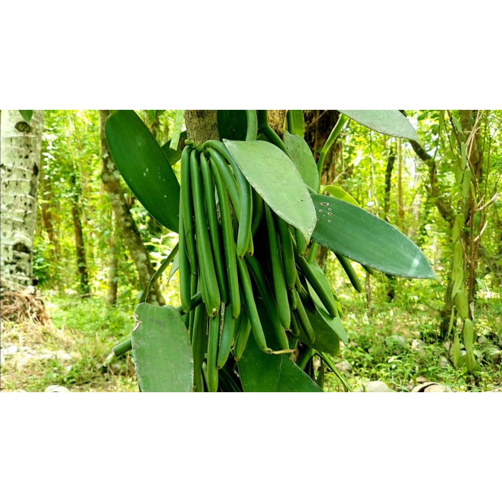 Bibit Vanili 1 meter sulur - Panili unggul per meter vanili vanila vanila paneli meteran