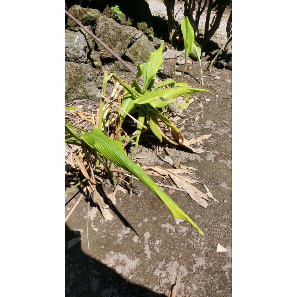 

temu mangga/ kuning mangga/rempah / fres temu mangga