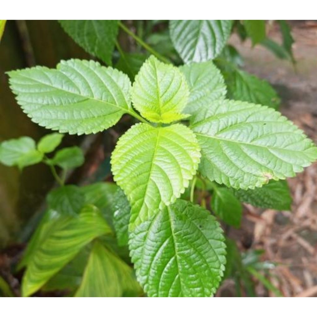

Daun tembelekan segar daun lantana Camara segar 500 gram