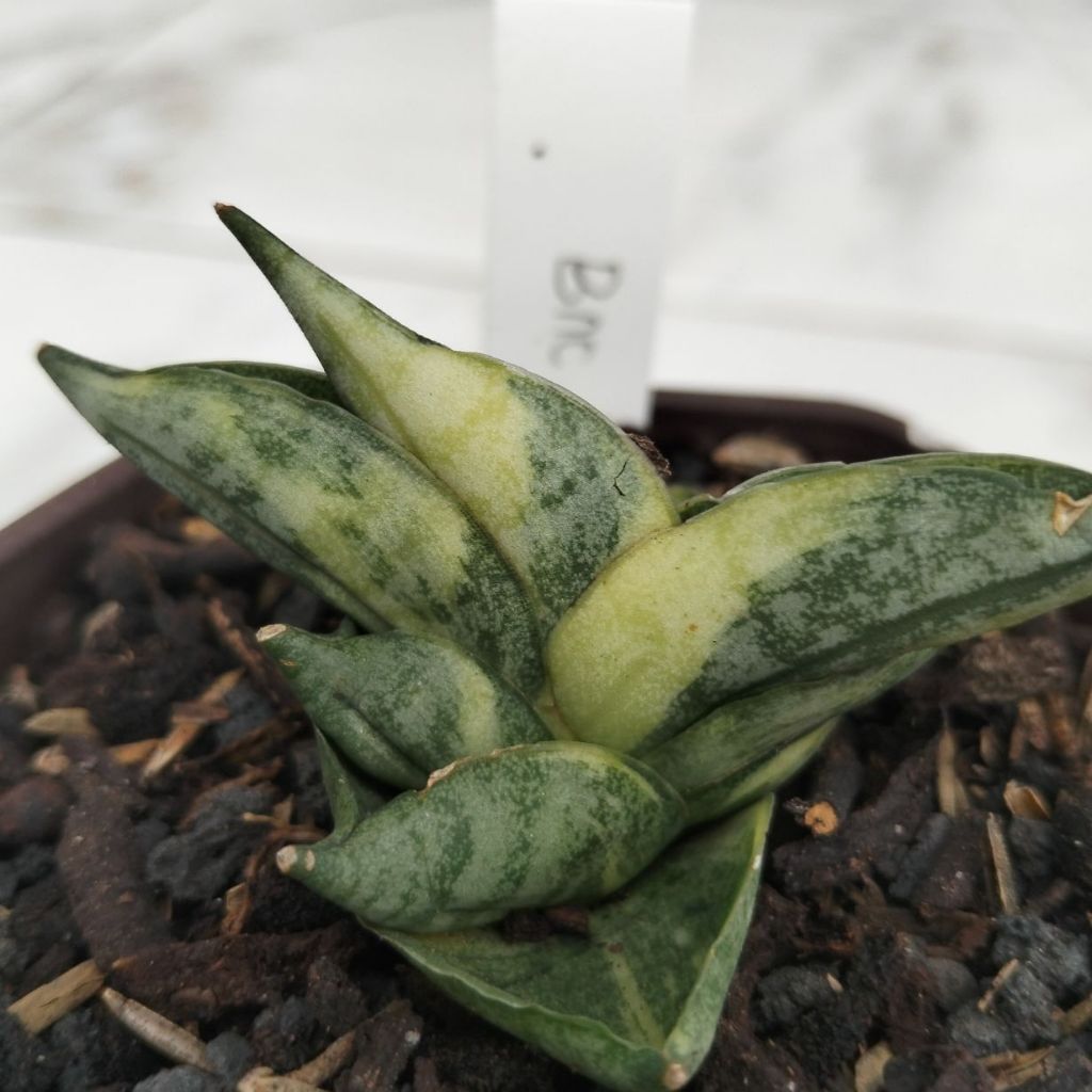 Sansevieria Bnc Boncel New Clone Varigata