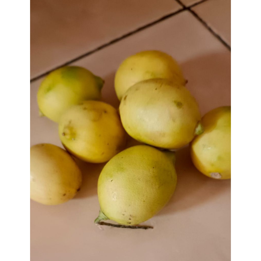 

Jeruk Lemon California