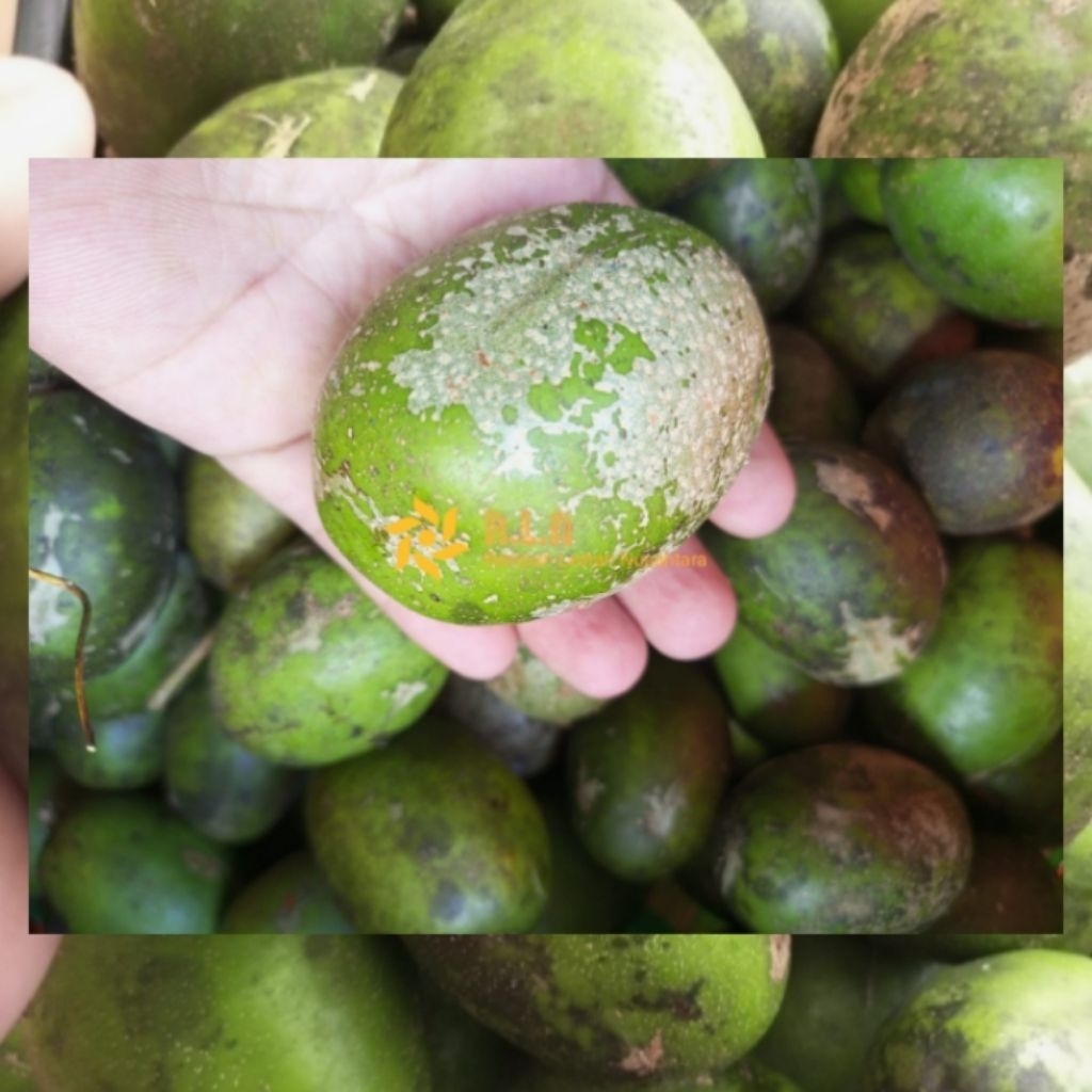 

Buah kedondong segar | Buah kedondong 500 gram | buah kedondong segar | kedondong