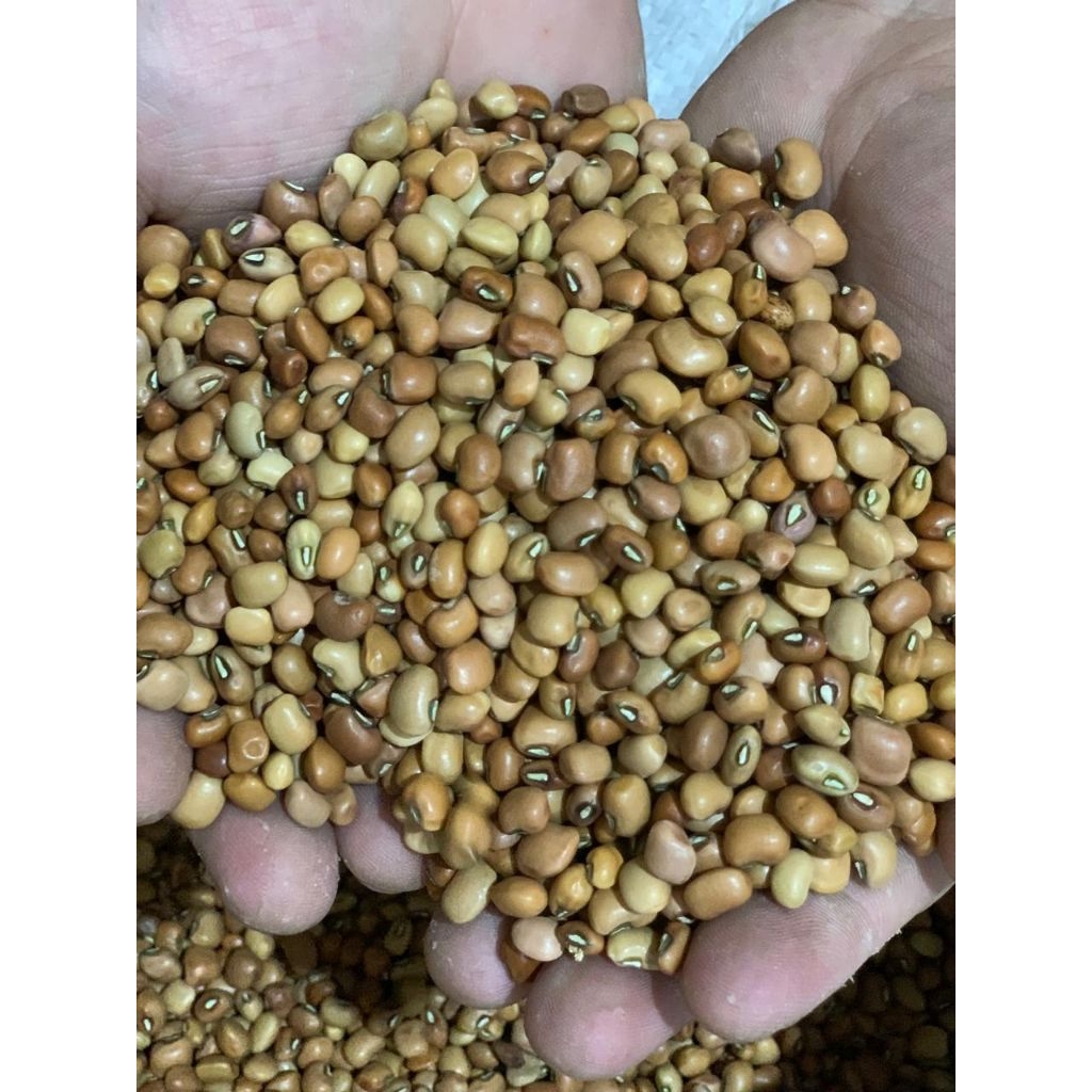 

Kacang Tolo / Kacang Tunggak 5 kg