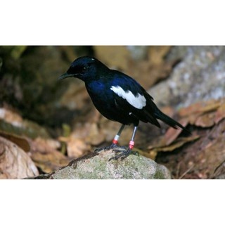 Kacer Dahit Dada Hitam Jantan Palmerah