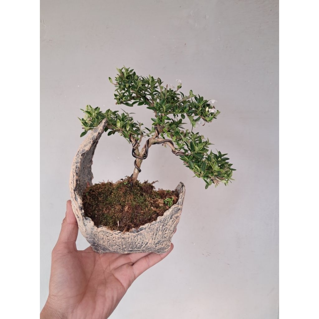 Bonsai Melati Jepang Bulan Sabit