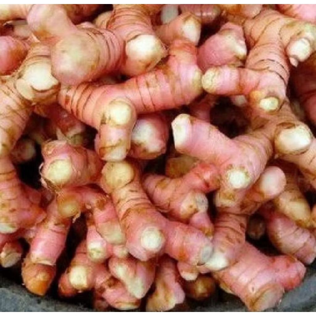 

lengkuas/ Laos merah segar / Bumbu 1kg